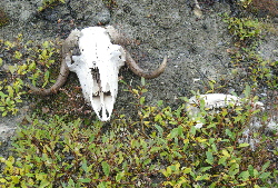 Musk ox skull